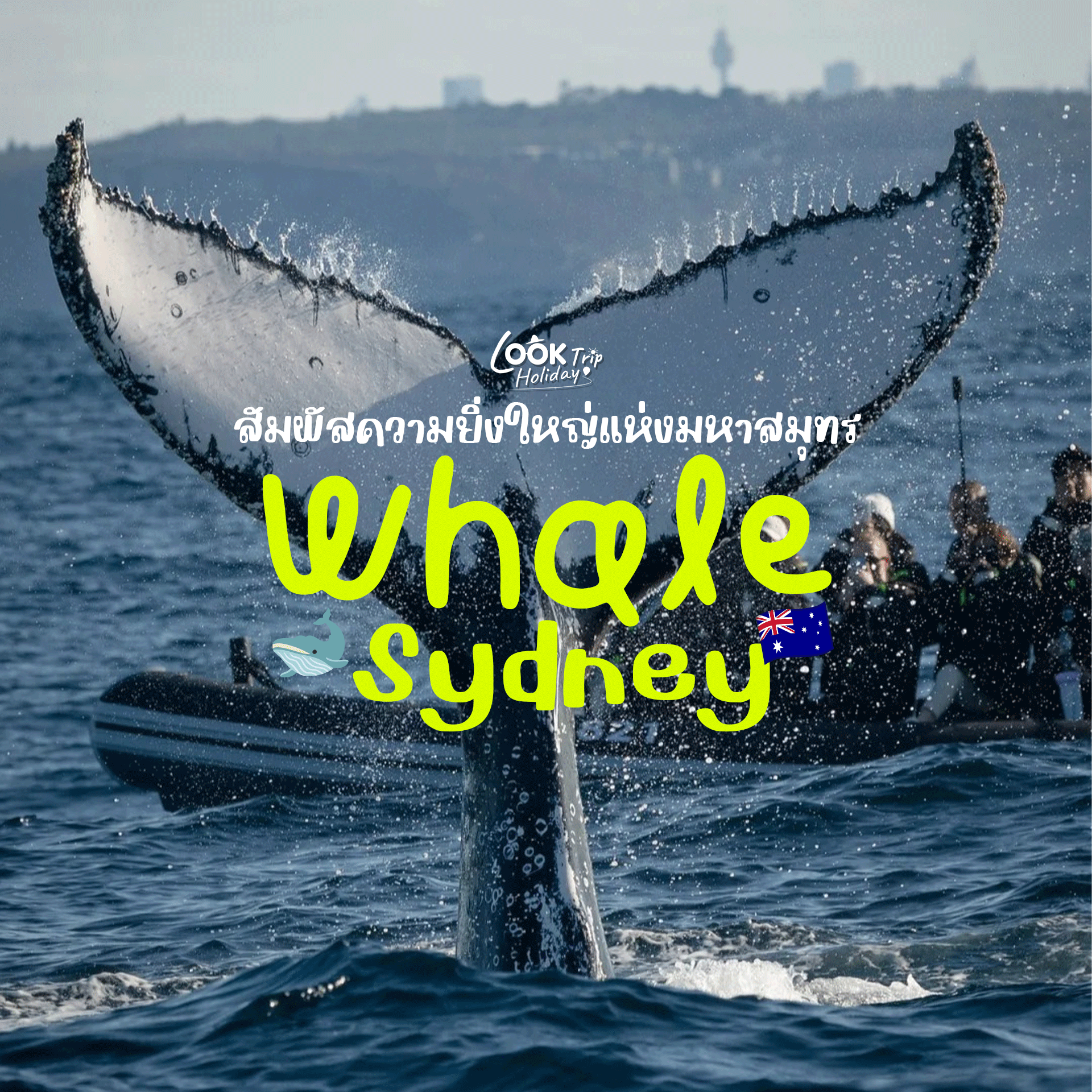 🐋 ล่องเรือชมวาฬ ณ นครซิดนีย์ สัมผัสความยิ่งใหญ่แห่งมหาสมุทร ประสบการณ์อันซีนฤดูกาลอพยพที่คุณต้องไปส