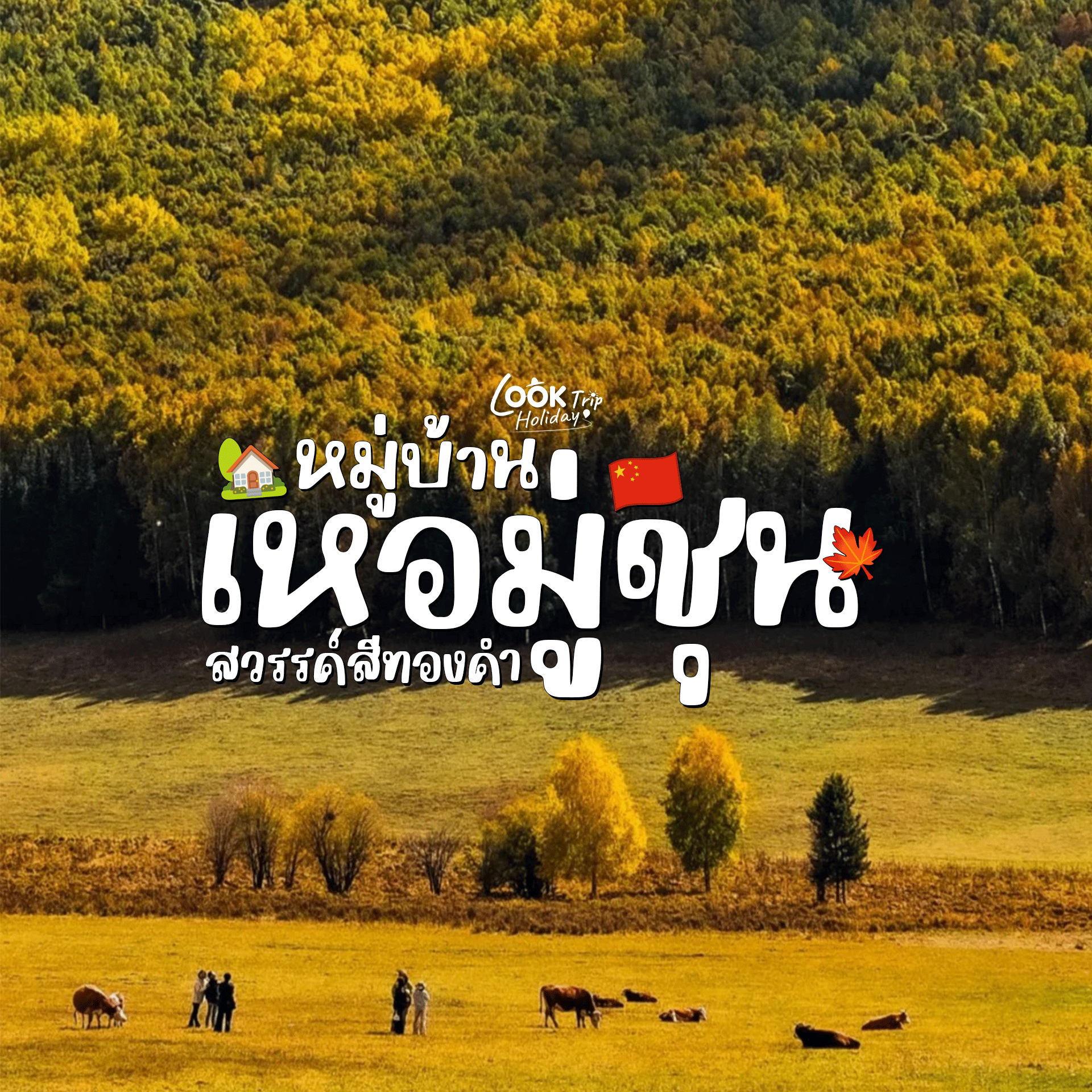 🍂 เหอมู่ชุน (Hemu Village) สวรรค์สีทองคำกลางหุบเขาแห่งอัลไต มรดกธรรมชาติสุดเทพนิยายแห่งซินเจียง!