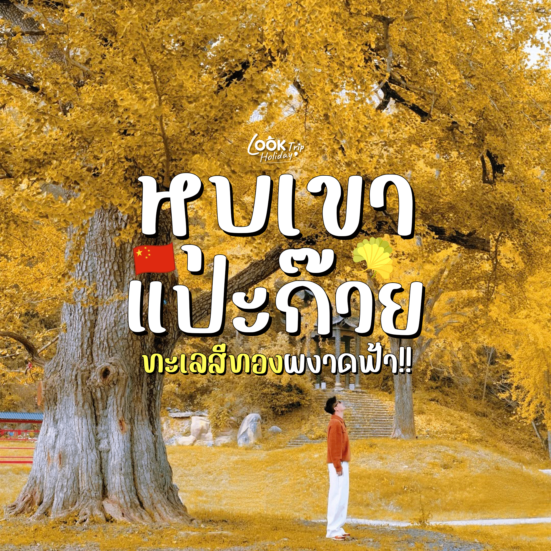 🍂 หุบเขาแปะก๊วยสุ่ยโจว มณฑลหูเป่ย ท่องแดนมหัศจรรย์ป่าแปะก๊วยพันปี ทะเลสีทองผงาดฟ้าแห่งฤดูใบไม้ร่วง!