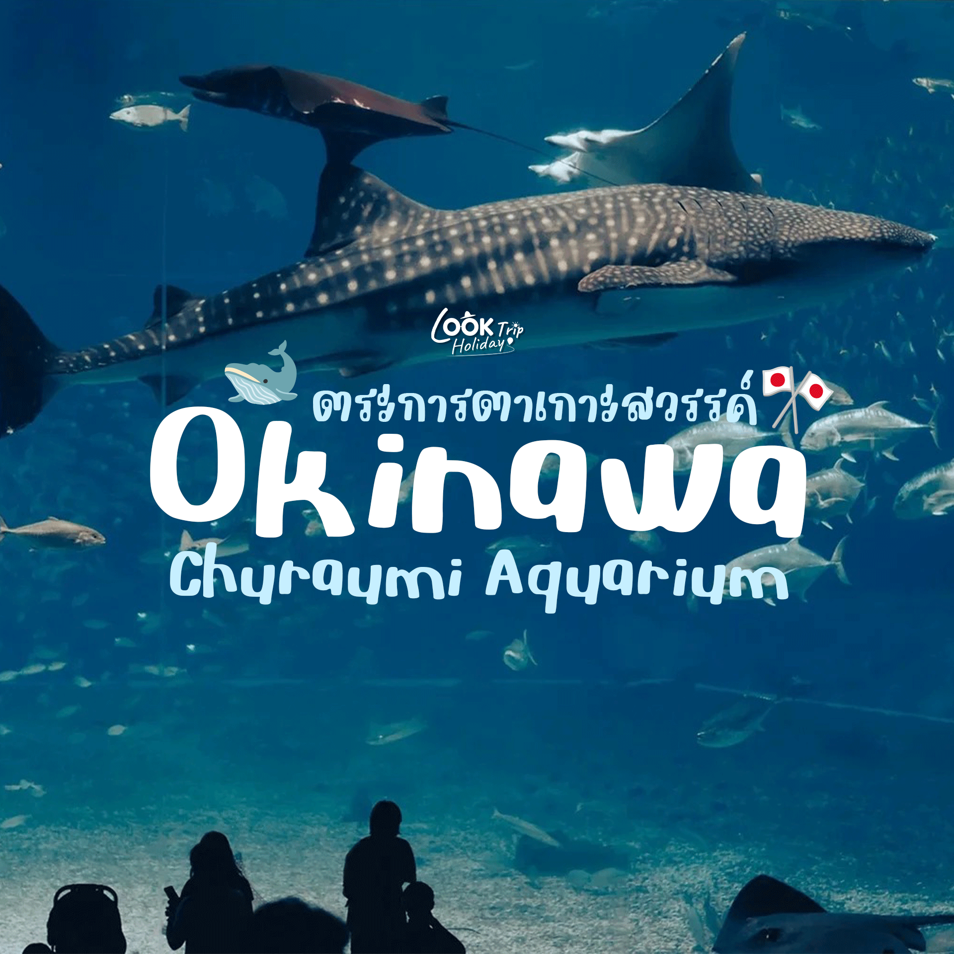 🐋 พิพิธภัณฑ์สัตว์น้ำโอกินาวะ ชูราอุมิ ตระการตาทะเลสีครามแห่งเกาะสวรรค์โอกินาวะ!