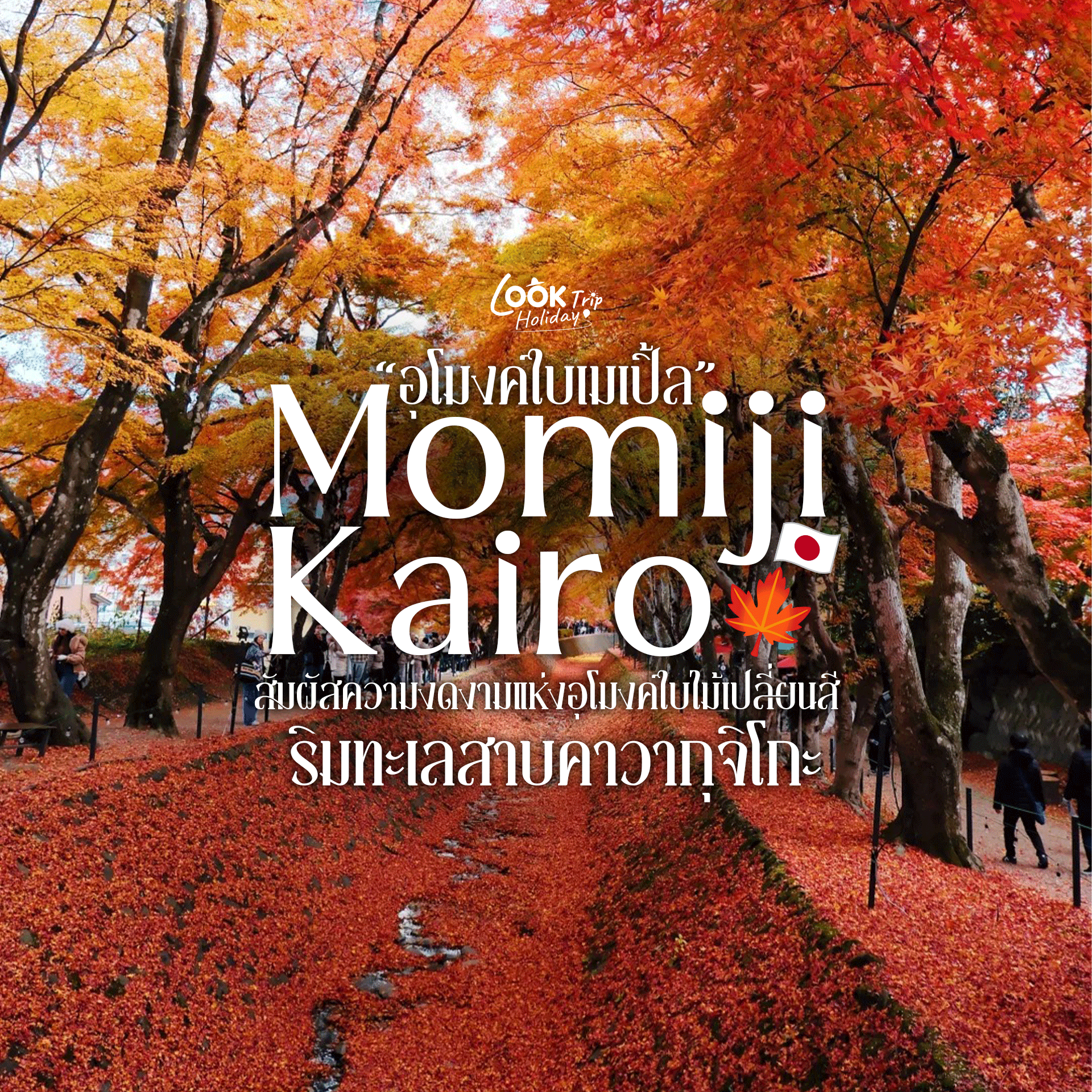 🍁 Momiji Kairo (โมมิจิไคโร) : สัมผัสความงดงามแห่งอุโมงค์ใบไม้เปลี่ยนสี ริมทะเลสาบคาวากุจิโกะ